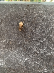 Lepidoptera
