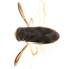 Corixa punctata