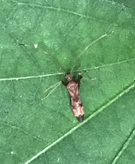 Paraxenetus guttulatus