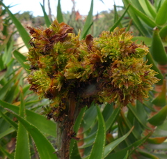 Aceria aloinis