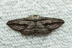 Ecleora solieraria