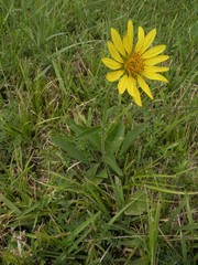 Silphium gracile