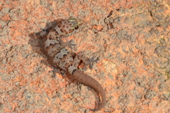 Pachydactylus weberi