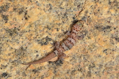 Pachydactylus weberi