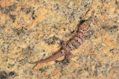 Pachydactylus weberi