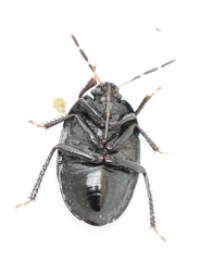Sehirus luctuosus