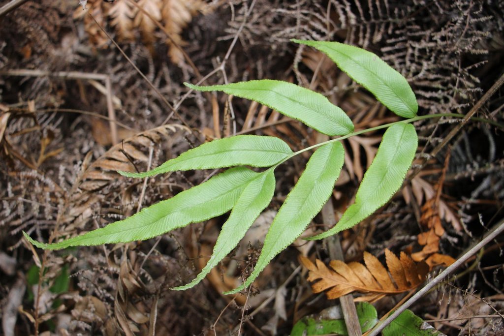 Blechnum gregsonii