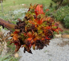 Aceria aloinis