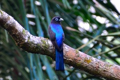 Trogon bairdii