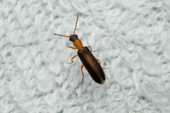 Xanthochroina auberti