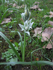 Ornithogalum boucheanum