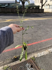 Capsella bursa-pastoris