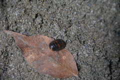 Glomeris pulchra