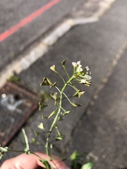 Capsella bursa-pastoris
