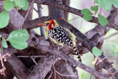 Trachyphonus erythrocephalus