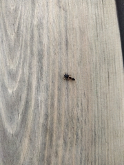 Harmonia axyridis