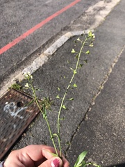 Capsella bursa-pastoris
