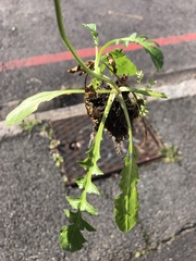 Capsella bursa-pastoris