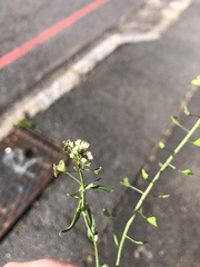Capsella bursa-pastoris