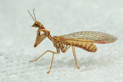 Mantispa aphavexelte