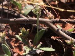 Plantago debilis