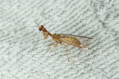 Mantispa aphavexelte