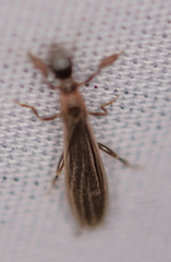 Oligotoma saundersii