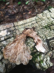 Lentinellus castoreus