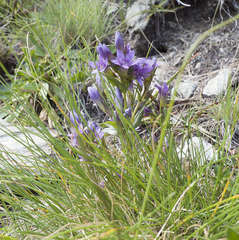 Gentianella ramosa