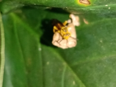 Mischocyttarus cerberus