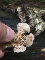 Lentinellus castoreus