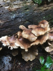 Lentinellus castoreus