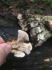 Lentinellus castoreus