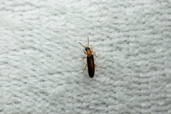 Xanthochroina auberti