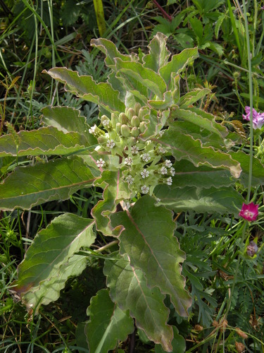 zizotes milkweed (Asclepias oenotheroides)