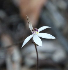 Caladenia saccharata