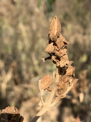 Metarungia longistrobus