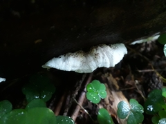 Osteina undosa
