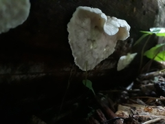 Osteina undosa