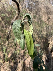 Metarungia longistrobus