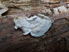 Osteina undosa