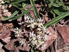 Asclepias involucrata