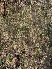 Metarungia longistrobus