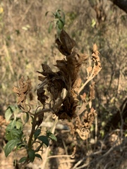 Metarungia longistrobus