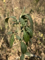 Metarungia longistrobus