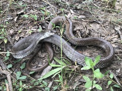 Coluber constrictor etheridgei