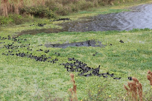 American Coot photographed in Florida
