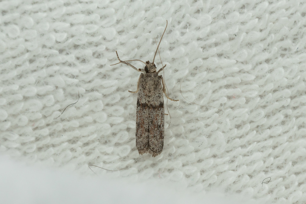 Myelopsis tabidella