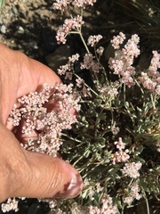 Eriogonum microtheca alpinum