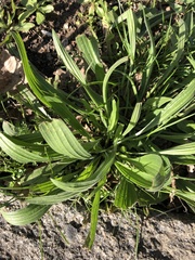 Plantago lanceolata